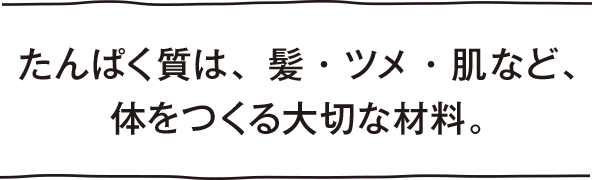 たんぱく質は、髪・ツメ・肌など、体をつくる大切な材料。