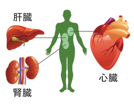 コエンザイムQ10は、心臓、肝臓などの重要な臓器に多く存在する補酵素で、体内のコエンザイムQ10の量は、20歳をピークに減少してしまいます。