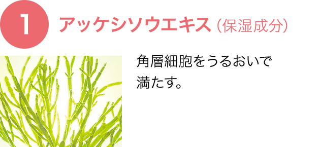【1】アッケシソウエキス(保湿成分)、角層細胞をうるおいで満たす。