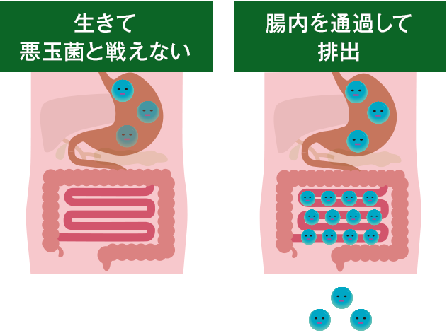 一般的な善玉菌