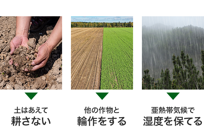 土はあえて耕さない　他の作物と輪作をする　亜熱帯気候で湿度を保てる