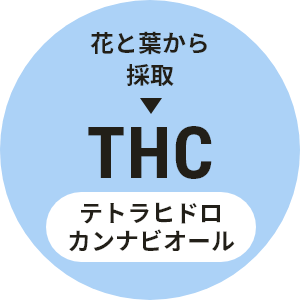 花と茎から採取→THC テトラヒドロカンナビジオール